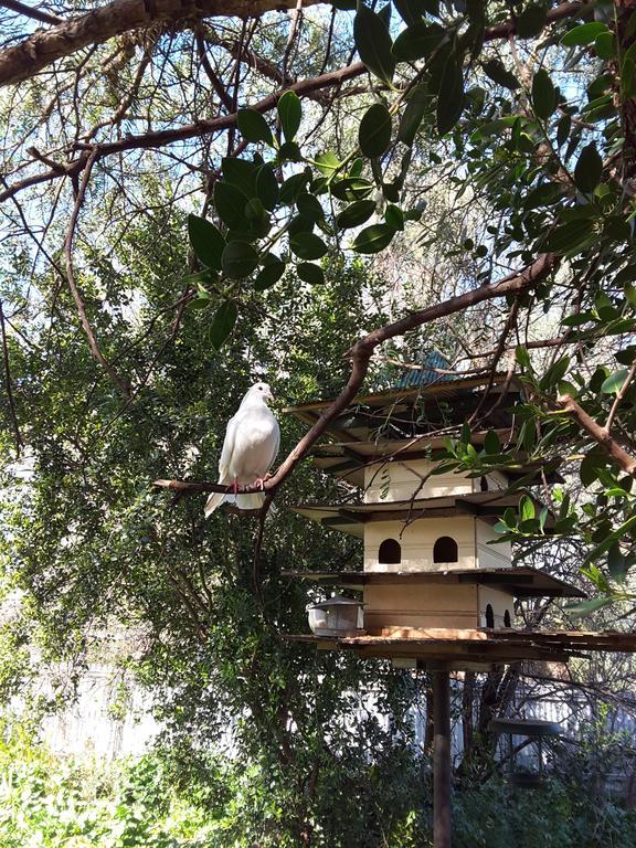 The Dove Cote Bed and Breakfast Tanunda Exteriör bild