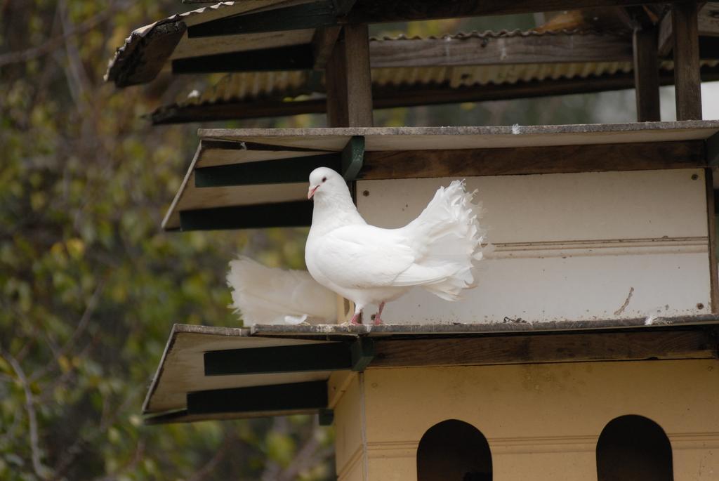 The Dove Cote Bed and Breakfast Tanunda Exteriör bild
