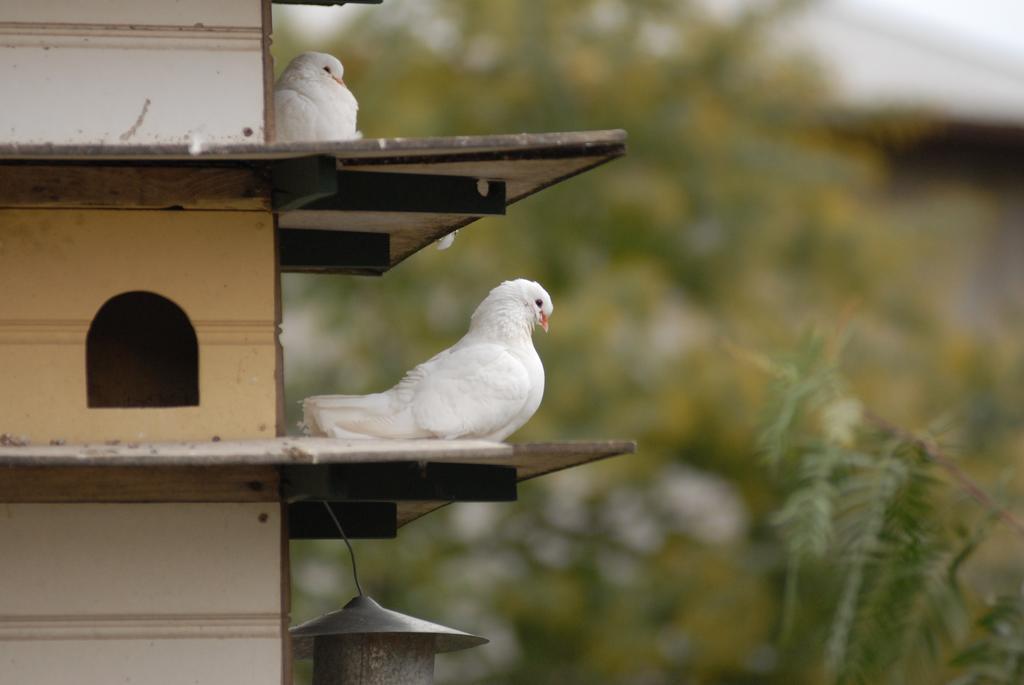 The Dove Cote Bed and Breakfast Tanunda Exteriör bild