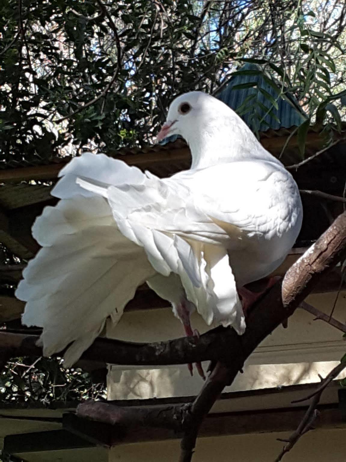The Dove Cote Bed and Breakfast Tanunda Exteriör bild
